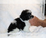 Small #8 ShihPoo