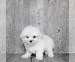 Maltese Puppy for sale in WEST PALM BEACH, FL, USA