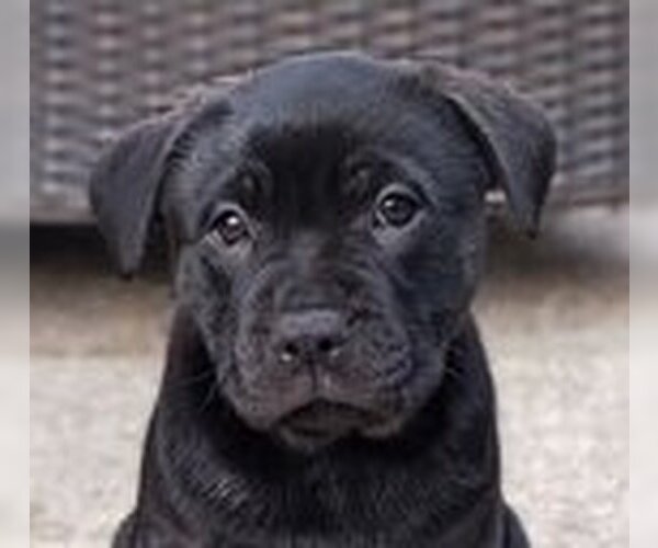 Medium Photo #2 French Bulldog-Unknown Mix Puppy For Sale in Fremont, CA, USA