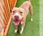 *MISTY - Female Mutt Dog for Adoption - Small photo