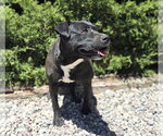 Small #2 American Staffordshire Terrier