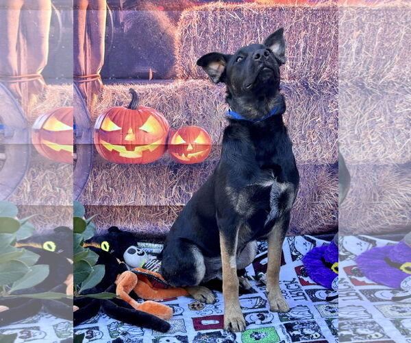 Medium Photo #6 Mutt Puppy For Sale in Lake Elsinore, CA, USA