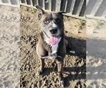 Small #1 Akita Mix