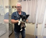 Nala - Female Shih Tzu-Unknown Mix Dog for Adoption - Small photo