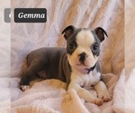 Small Photo #14 Boston Terrier Puppy For Sale in POMEROY, OH, USA