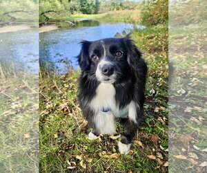 Australian Shepherd Dogs for adoption in St. Louis Park, MN, USA