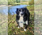Dove - Female Australian Shepherd Dog for Adoption - Small photo