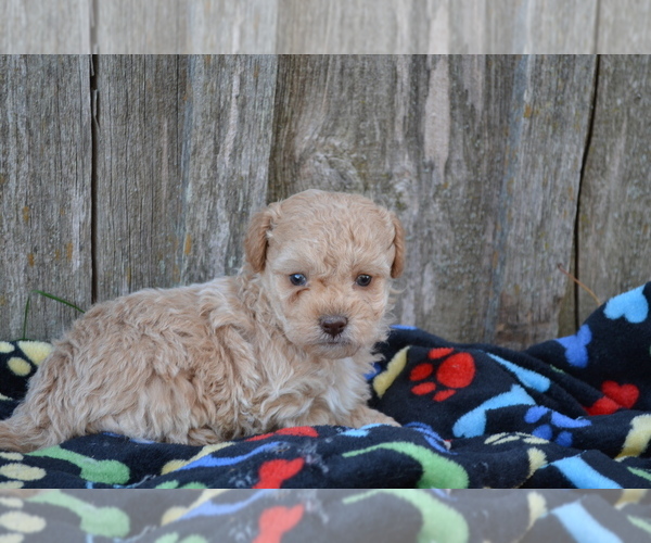 Medium Photo #4 Poodle (Miniature) Puppy For Sale in GREENWOOD, WI, USA
