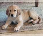 Small Photo #1 Golden Retriever Puppy For Sale in WILLOWS, CA, USA