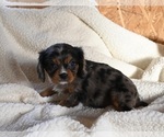 Small #1 Cavalier King Charles Spaniel