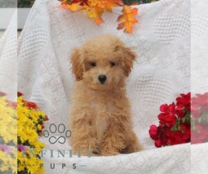 Bichpoo Puppy for sale in RISING SUN, MD, USA