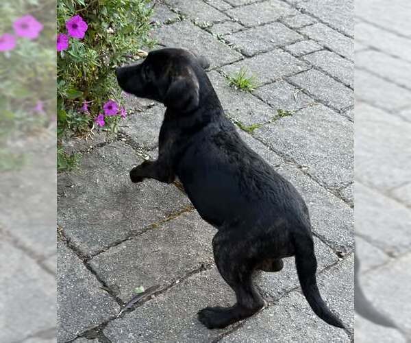 Medium Photo #1 Labrador Retriever-Unknown Mix Puppy For Sale in Mechanicsburg, PA, USA
