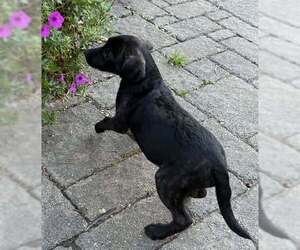 Medium Labrador Retriever Mix