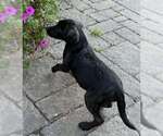 Small Labrador Retriever Mix