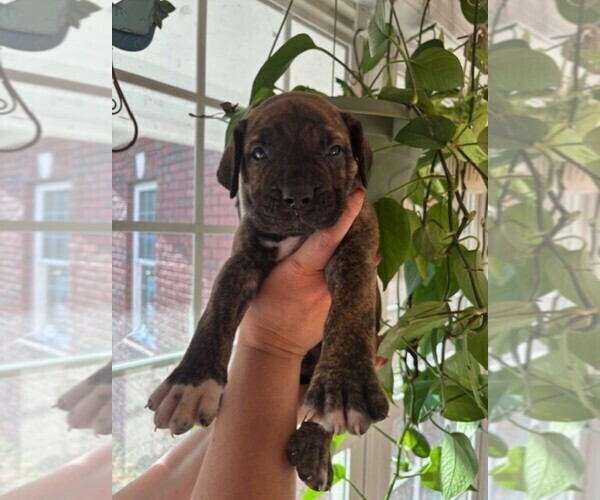 Medium Photo #9 Cane Corso Puppy For Sale in FAYETTEVILLE, NC, USA
