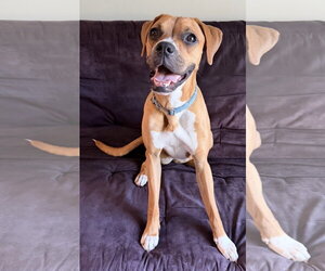 Boxer-Unknown Mix Dogs for adoption in Germantown, OH, USA