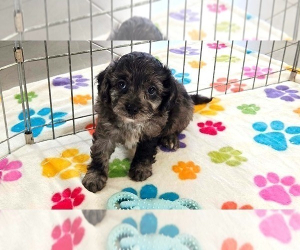 Medium Photo #4 Cavapoo (Miniature)-Poodle (Toy) Mix Puppy For Sale in ORO VALLEY, AZ, USA