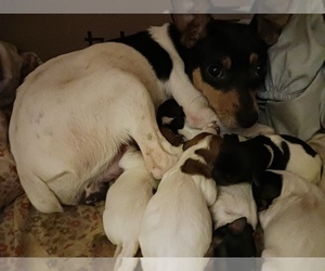 Mother of the Jack Russell Terrier puppies born on 06/17/2023