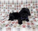 Small #6 Shih-Poo