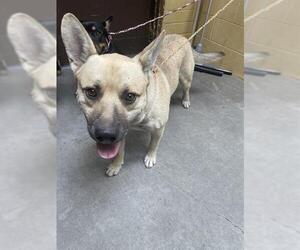 German Shepherd Dog-Unknown Mix Dogs for adoption in Stockton, CA, USA
