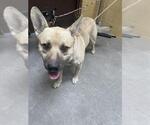 Small German Shepherd Dog Mix
