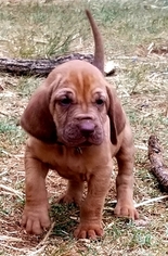Bloodhound Puppy for sale in DECATUR, TX, USA