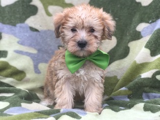 Maltipoo Puppy for sale in EAST EARL, PA, USA