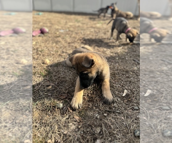 Medium Photo #5 German Malinois Puppy For Sale in FREDERICKSBURG, VA, USA