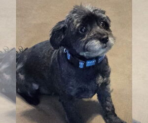 Maltipoo Dogs for adoption in Alexander, AR, USA