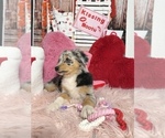 Small Photo #11 Australian Shepherd Puppy For Sale in NEW BRAUNFELS, TX, USA