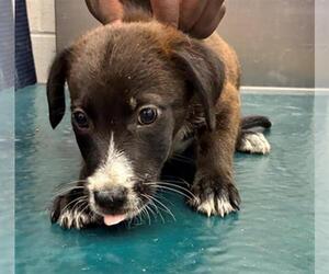 Mutt Dogs for adoption in Mobile, AL, USA