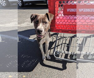 Mutt Dogs for adoption in Pacific grove , CA, USA