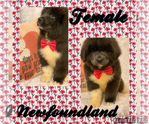 Newfoundland Puppy for sale in DALE, IN, USA