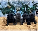 Small Cane Corso