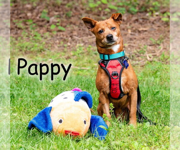 Medium Photo #6 Chiweenie Puppy For Sale in Ellijay, GA, USA