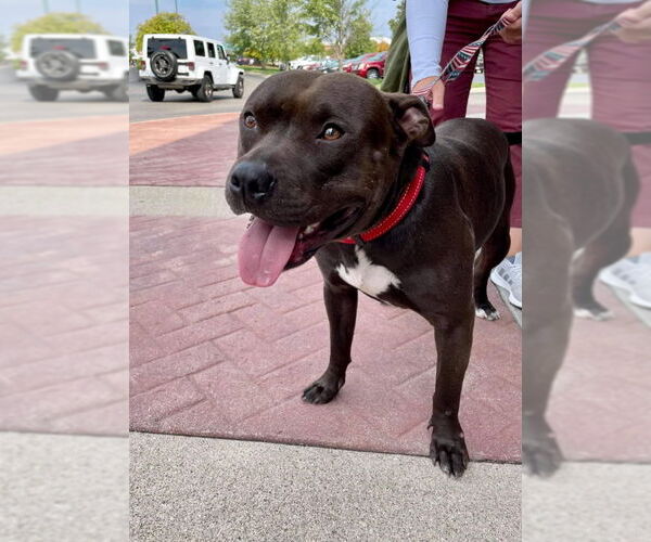Medium Photo #5 American Pit Bull Terrier-Unknown Mix Puppy For Sale in Germantown, OH, USA