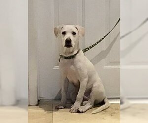 Labrador Retriever Dogs for adoption in Boca Raton, FL, USA