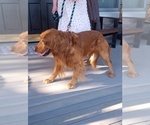 Small Photo #1 Golden Retriever Puppy For Sale in SENECA FALLS, NY, USA
