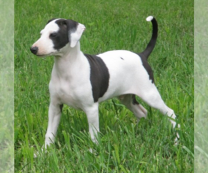 Italian Greyhound Puppy for Sale in MARYVILLE, Missouri USA