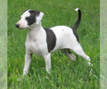 Small Photo #1 Italian Greyhound Puppy For Sale in MARYVILLE, MO, USA