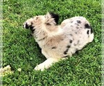 Small Photo #7 Australian Shepherd Puppy For Sale in STRATFORD, WI, USA