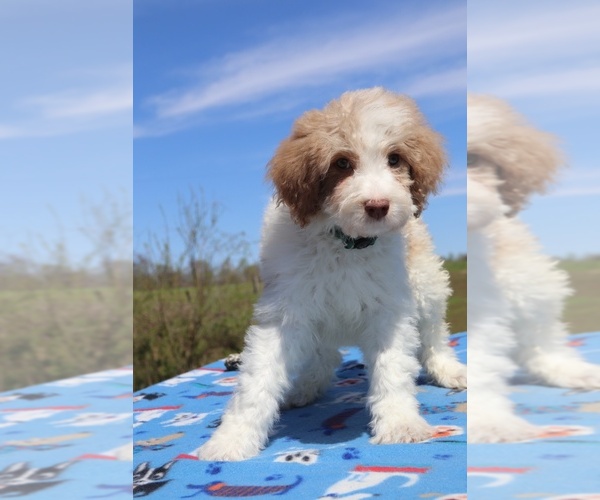 Medium Photo #7 Aussiedoodle Puppy For Sale in UNION CITY, TN, USA