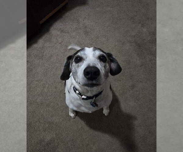 Medium Photo #5 Beagle Puppy For Sale in Crete, IL, USA