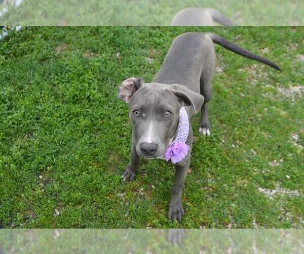 Medium Photo #1 American Pit Bull Terrier-Unknown Mix Puppy For Sale in McKinney, TX, USA