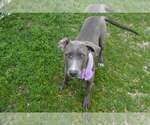 Small American Pit Bull Terrier Mix