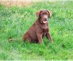 Small #3 Labrador Retriever