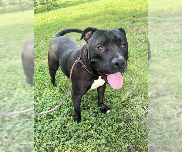 Medium Photo #2 Mutt Puppy For Sale in Forestville, MD, USA