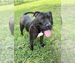 Small #1 Mutt