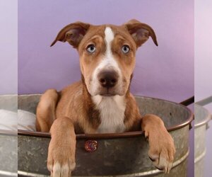 Huskies -Labrador Retriever Mix Dogs for adoption in Sheridan, CO, USA