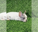 Small Photo #31 French Bulldog Puppy For Sale in CHARLOTTE, NC, USA